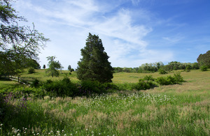 Tisbury Meadow