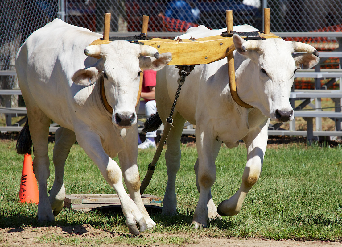 Agricultural Fair - Oxen