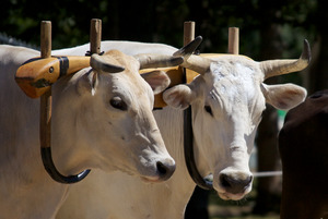 Agricultural Fair - Oxen
