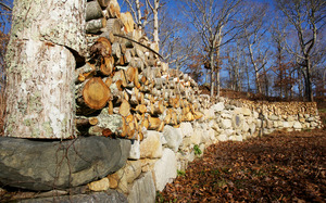 Buttonwood - Wood pile