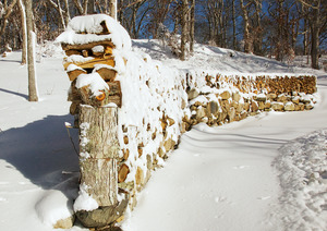 Buttonwood - Wood pile winter
