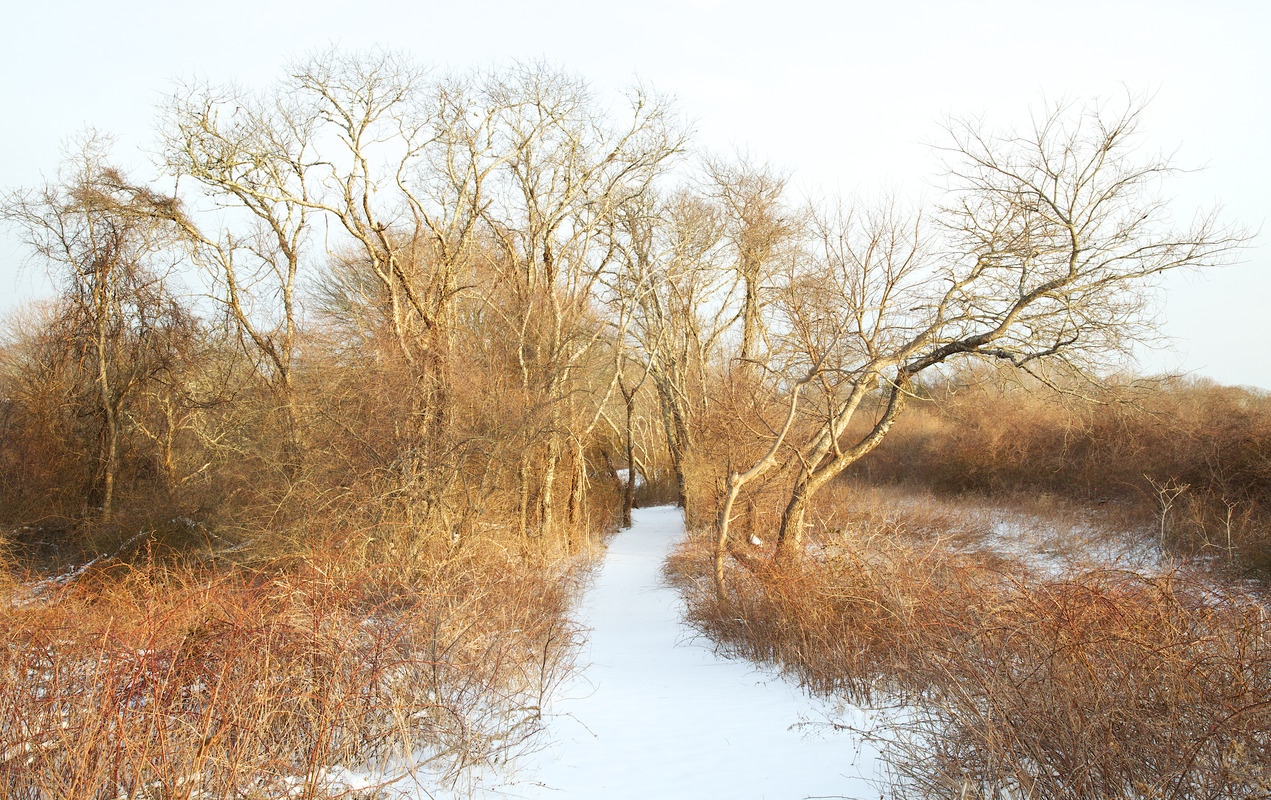 Buttonwood Farm Road Area - Land Bank trail - Wompesket