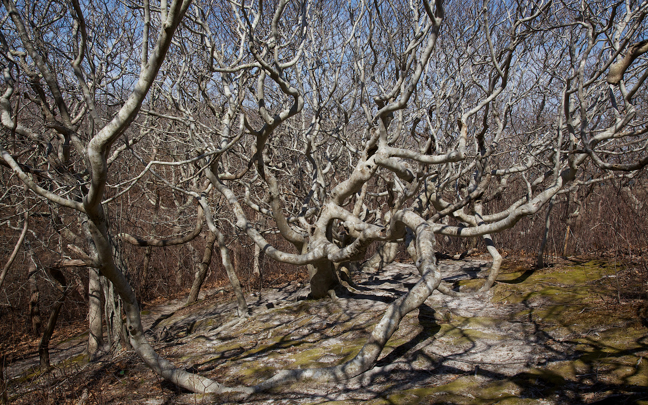 Cedar Tree Neck - Beech