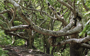 Cedar Tree Neck - Beeches