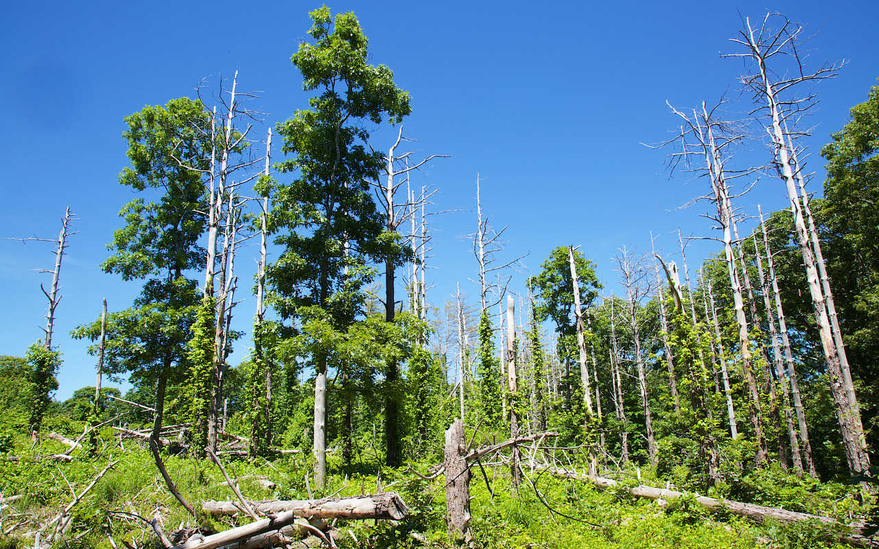 Cedar Tree Neck - Dead Red Pine Plantation