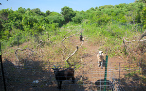 Cedar Tree Neck - Goats