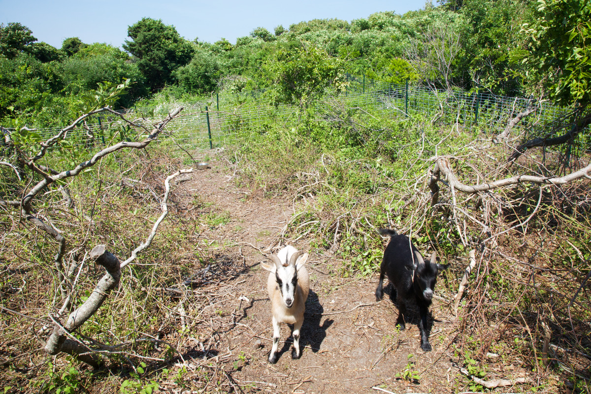 Cedar Tree Neck - Goats