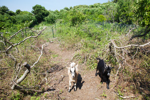 Cedar Tree Neck - Goats