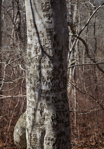 Cedar Tree Neck - Carved Initials on Beech