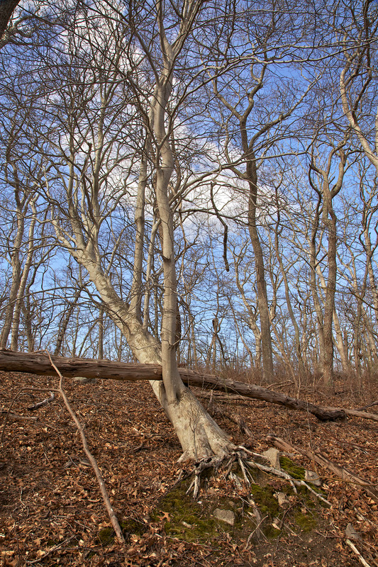 Cedar Tree Neck- Hurricane Damage -Wind thrown Beech