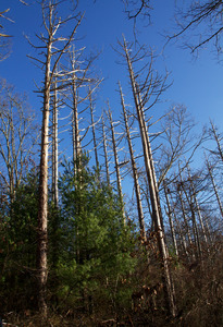 Ice House Pond - Dead Red Pine Plantations