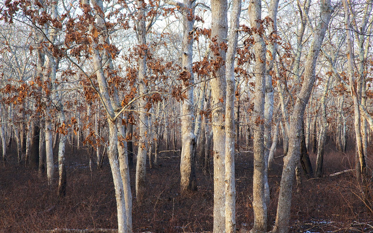 Long Point - Controlled Fire - White oak ancient woodland