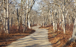 Ancient woodlands path