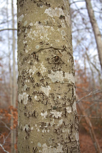 Polly Hill Arboretum - Northern Parcel - Beech Bark Disease