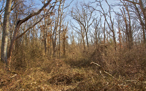 Presbury Norton Farm - Forest on old field - Vines and invasives