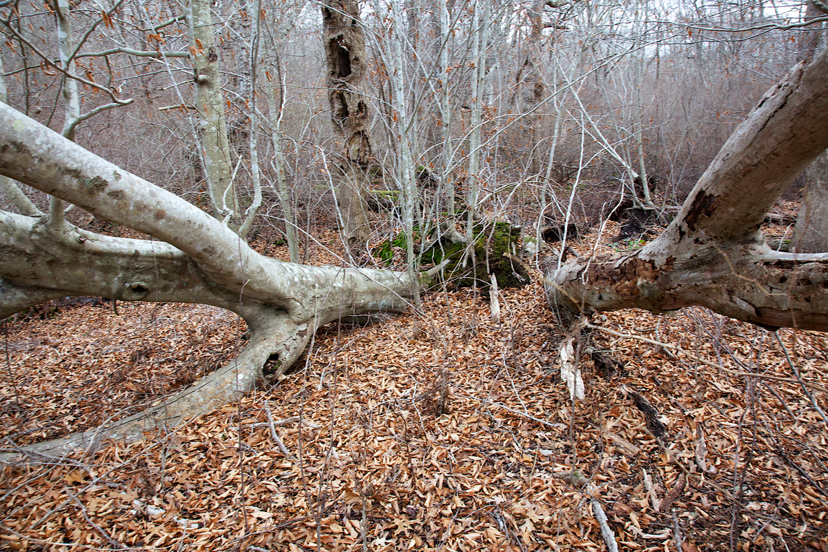 Seven Gates Farm - Uprooted beech