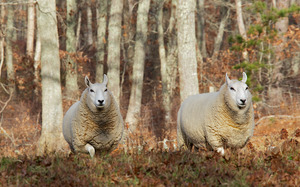 Sheep along road