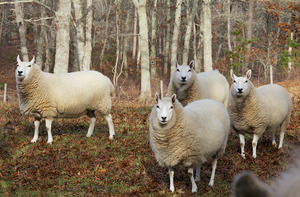 Sheep along road