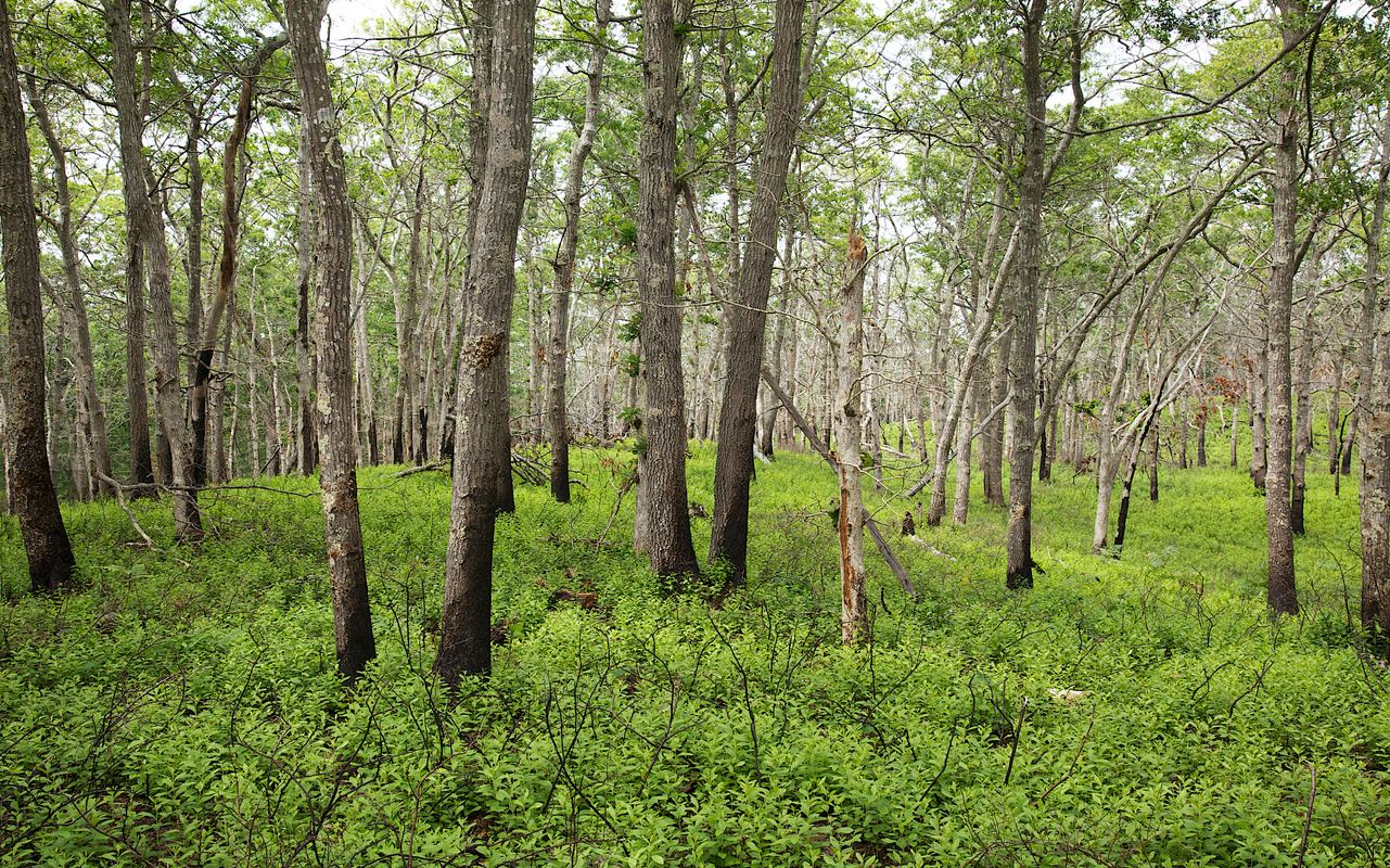 Stoney Hill Area - Burned Oak Forest - Ancient Woodland