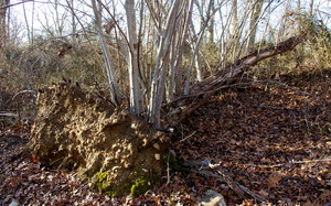 Uprooted and sprouting beech - Trail from Presbury Farm to Ice House Pond