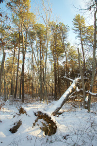 Wind thrown Pine