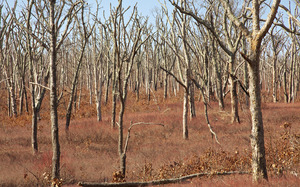 Woods Preserve - Dead oaks