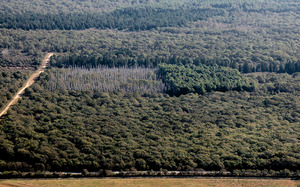 State Forest - Across Barnes Road - Failed Plantation