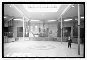 Animals in enclosures including a zebra