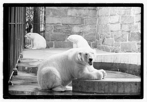 Bears at zoo