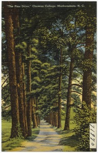 "The Pine Drive," Chowan College, Murfreesboro, N. C.
