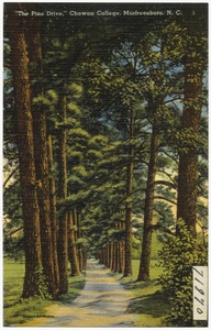 "The Pine Drive," Chowan College, Murfreesboro, N. C.