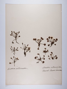 Drosera intermedia, Drosera Rotundifolia