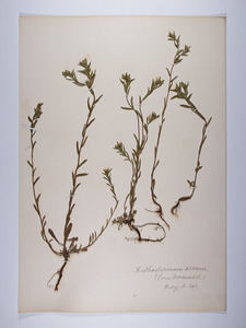 Buglossoides arvensis, Lithospermum arvense