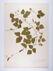 Amphicarpaea bracteata, Amphicarpaea monica