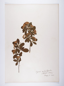 Aronia arbutifolia, Pyrus arbutifolia