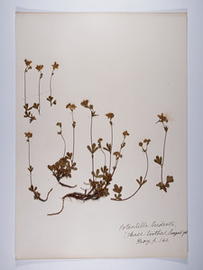 Sibbaldiopsis tridentata, Potentilla tridentata