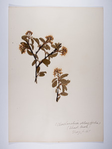 Amelanchier canadensis, Amelanchier oblongifolia