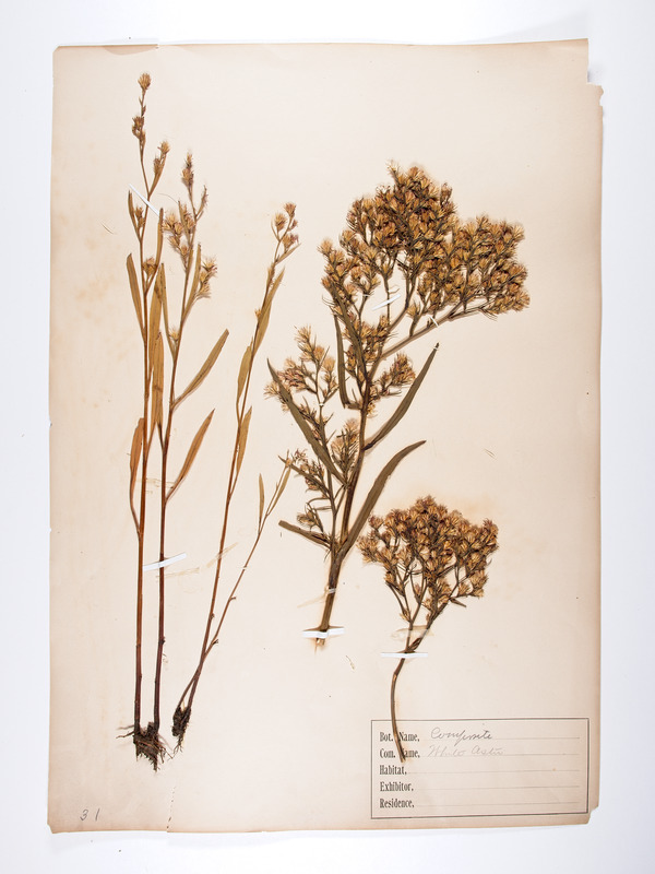 4 plant specimens