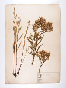 4 plant specimens