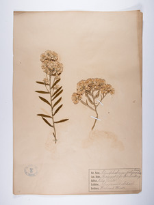 Pseudognaphalium obtusafolium, Gnaphilum polycephalum
