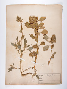 2 herbaceous plants, composite
