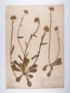 Erigeron pulchellus, Erigeron bellidifolium