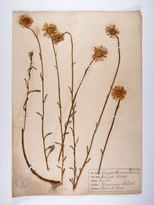 Chrysanthemum leucanthemum