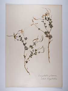 Corydalis sempervirens, Capnoides sempervirens, Corydalis glauca