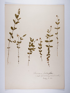 Moehringia lateriflora, Arenaria lateriflora