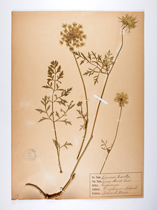 Florence Johnson Herbarium