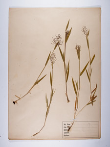 5 grass specimens
