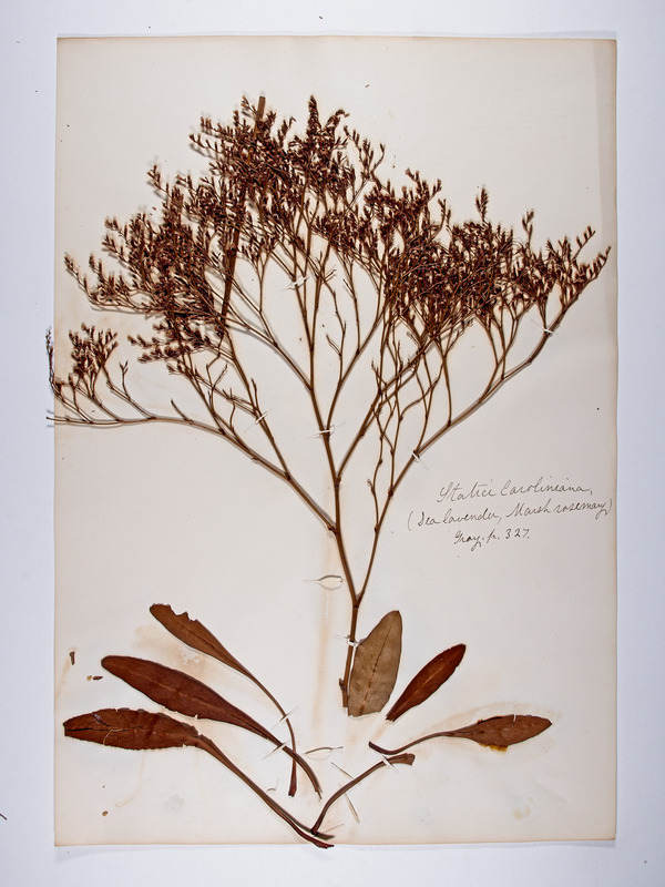 Limonium carolinianum, Statice caroliniana