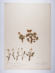Viola lanceolata and Viola pedata