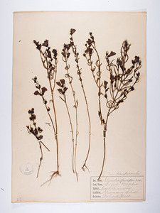 Agalinis purpurea, Gerardia purpurea